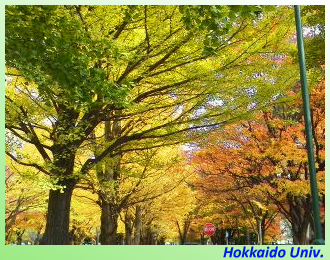 Ginkgo-trees, Hokkaido University